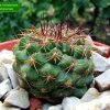 Copiapoa _taltalensis _ssp.taltalensis _07